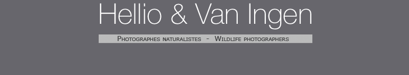 Hellio & Van Ingen Photographes Naturalistes - Wildlife Photographers